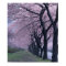 Row of cherryblossom trees