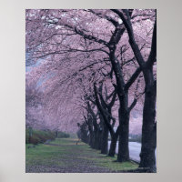 Row of cherryblossom trees