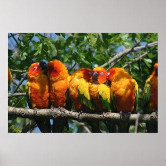 Row of Cute Little Parrots Snuggling Poster