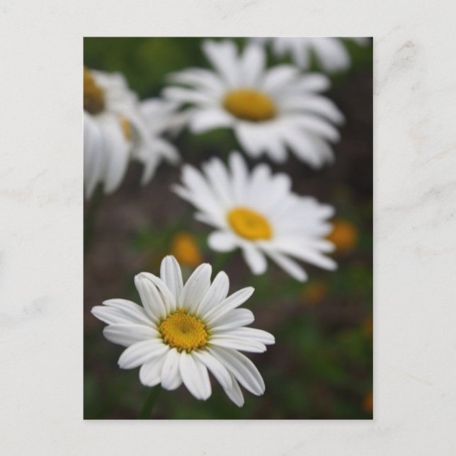 Row of Daisies Postcard (Front)