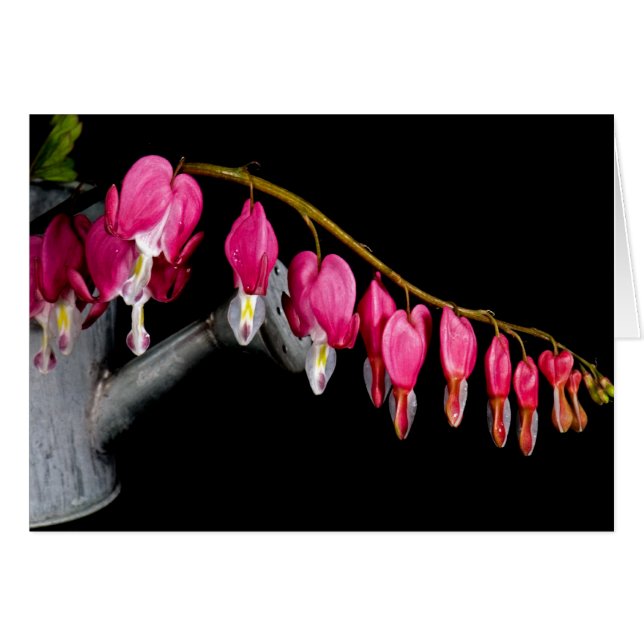 Row Of Hearts (Front Horizontal)