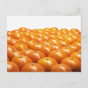 Row of oranges postcard