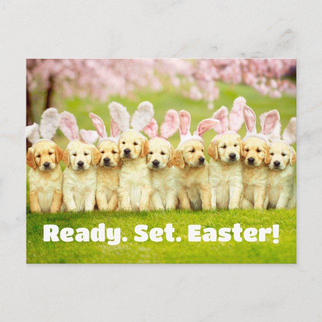 Row of Puppy Bunnies Invitation Postcard (Front)