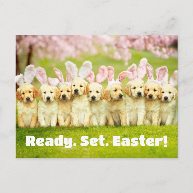 Row of Puppy Bunnies Postcard (Front)