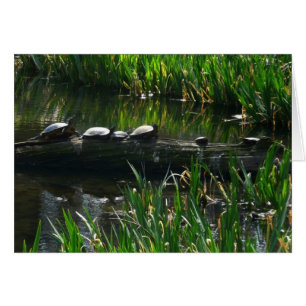 Row of Turtles Green Nature Photo