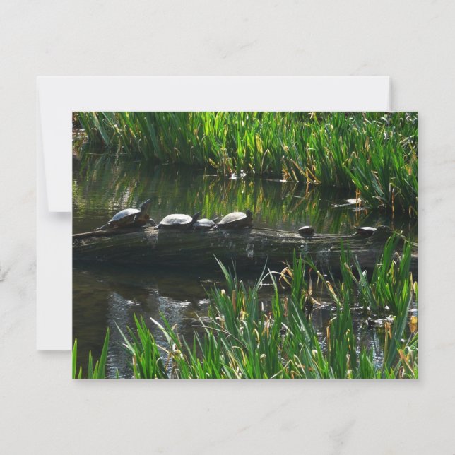 Row of Turtles Green Nature Photo Card (Front)