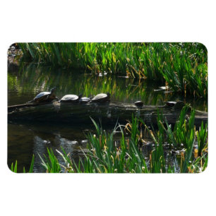 Row of Turtles Green Nature Photo Magnet