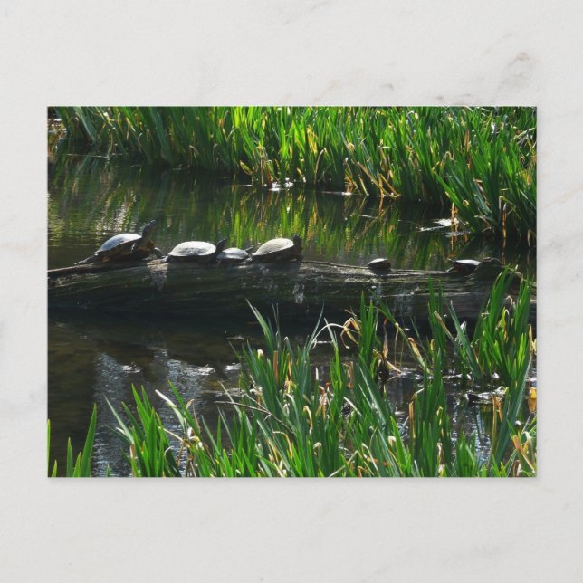 Row of Turtles Green Nature Photo Postcard (Front)