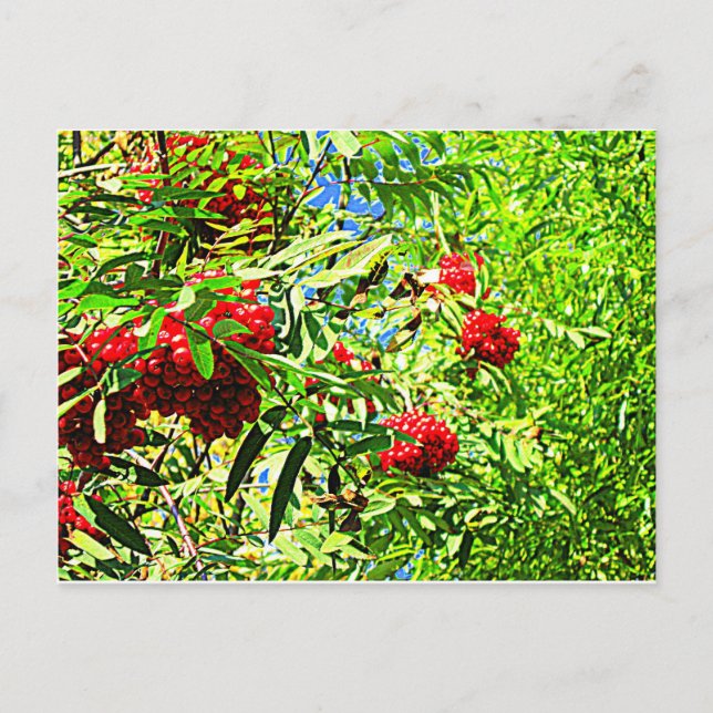 Rowan berries postcard (Front)