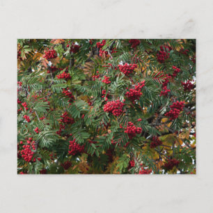Rowan berries postcard
