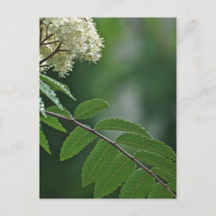Rowan Blossom Postcard