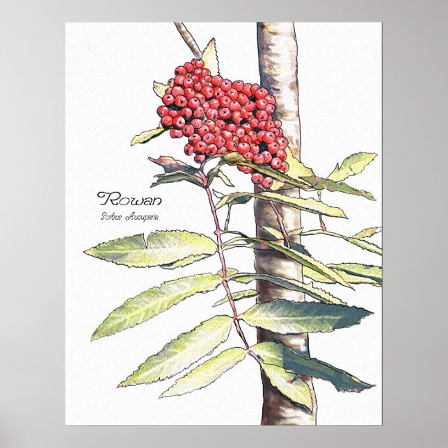 Rowan Study Poster (Front)