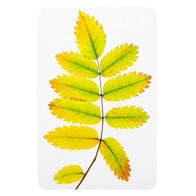 Rowan tree autumn leaves magnet (Vertical)