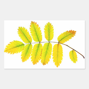 Rowan tree autumn leaves rectangular sticker