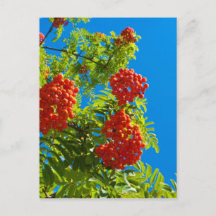 Rowan tree  with red berries postcard