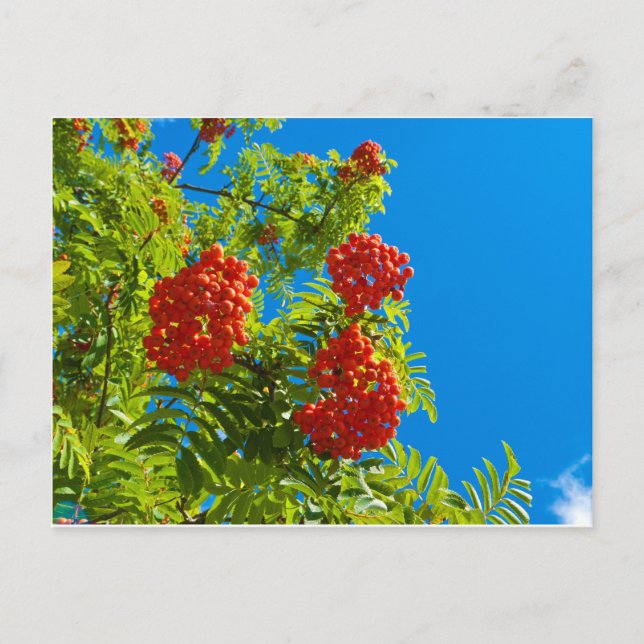 Rowan tree  with red berries postcard (Front)