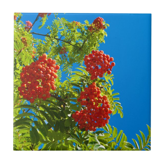 Rowan tree  with red berries tile (Front)