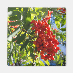 Rowan's bunch magnet
