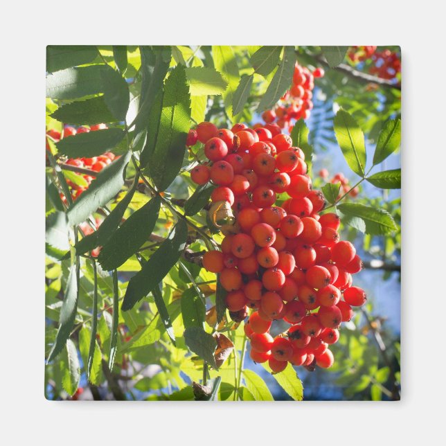 Rowan's bunch magnet (Front)