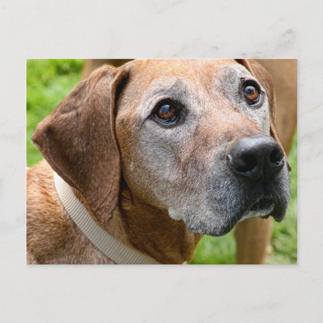 Rowdy Postcard (Front)