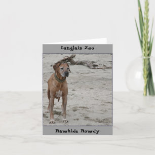 Rowdy, Rawhide Rowdy, Langlais Zoo Card