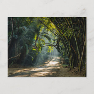 Rows of Bamboo Postcard