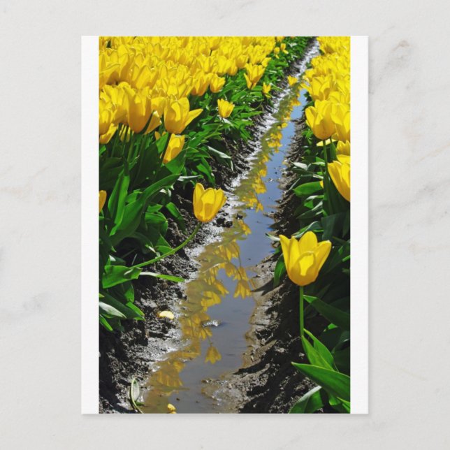 Rows Of Colour. Postcard (Front)