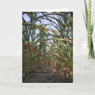 “Rows of Corn" Hallowe’en Card
