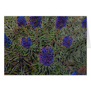 Rows of Lavender