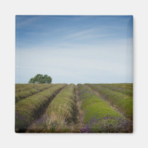 Rows of lavender after harvest magnet