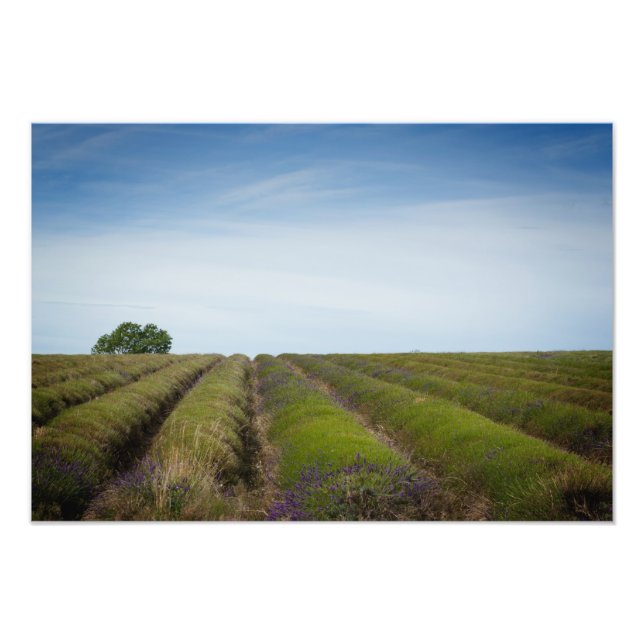 Rows of lavender after harvest photo print (Front)