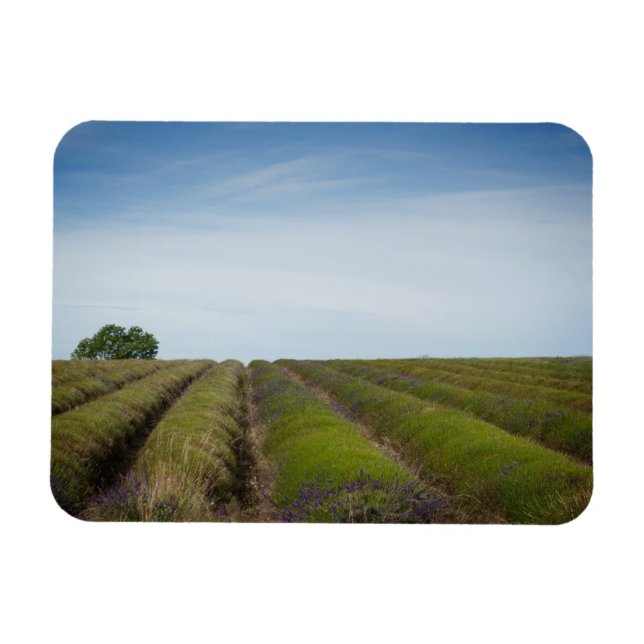 Rows of lavender after harvest rectangle magnet (Horizontal)