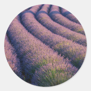 Rows of lavender in Provence Classic Round Sticker