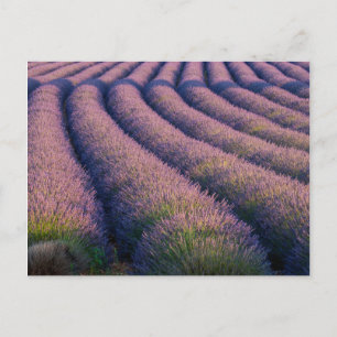 Rows of lavender in Provence Postcard