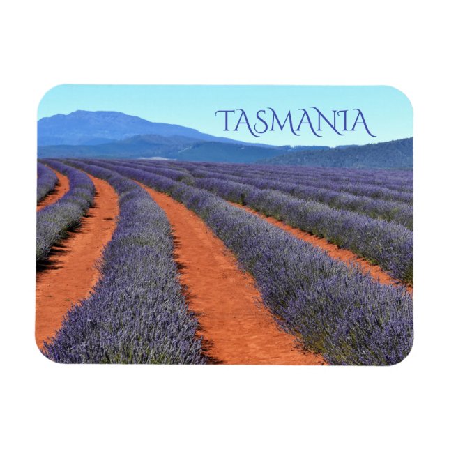 Rows of Lavender Plants in Bloom, Tasmania Magnet (Horizontal)