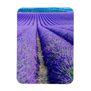 Rows of Lavender, Provence, France Magnet