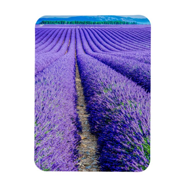Rows of Lavender, Provence, France Magnet (Vertical)