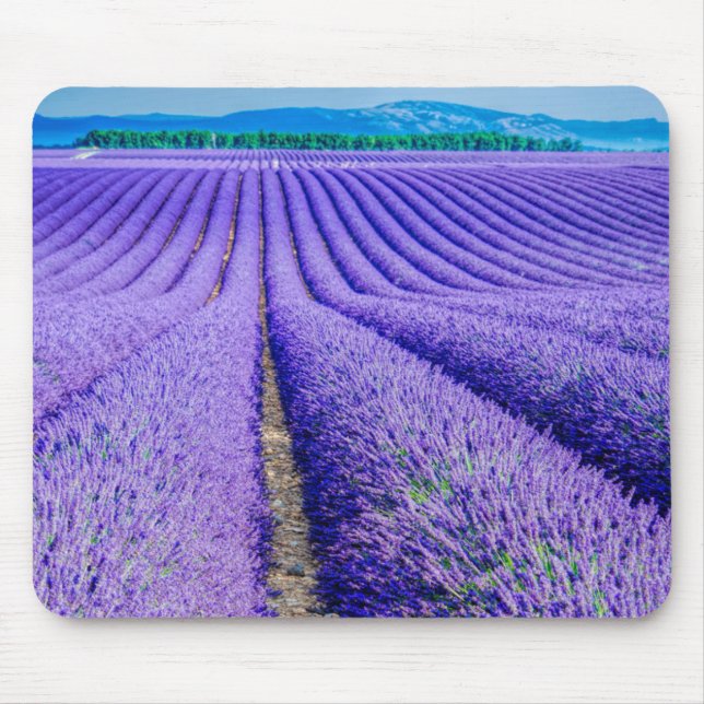 Rows of Lavender, Provence, France Mouse Pad (Front)