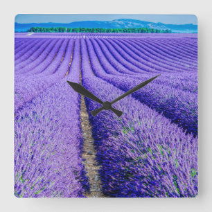 Rows of Lavender, Provence, France Square Wall Clock