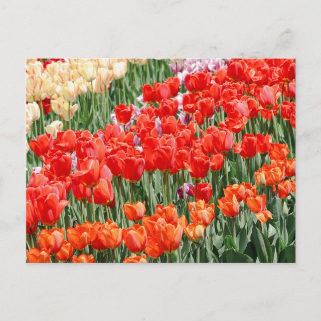 Rows of Rainbow  Postcard (Front)