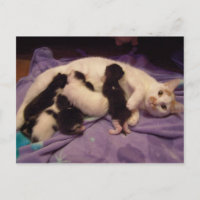 Roxy with kitties postcard