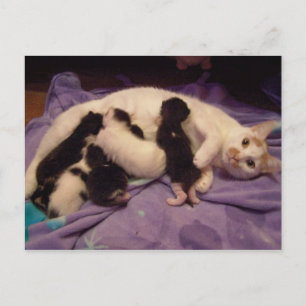 Roxy with kitties postcard