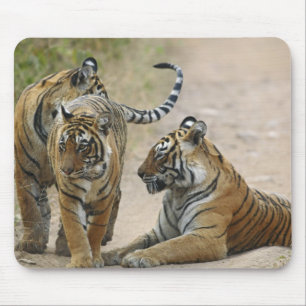 Royal Bengal Tiger and young ones, Ranthambhor Mouse Pad