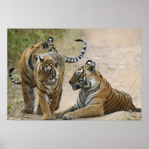 Royal Bengal Tiger and young ones, Ranthambhor Poster