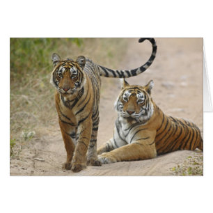 Royal Bengal Tiger and young, Ranthambhor