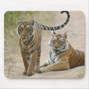 Royal Bengal Tiger and young, Ranthambhor Mouse Pad