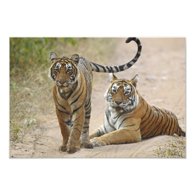 Royal Bengal Tiger and young, Ranthambhor Photo Print (Front)
