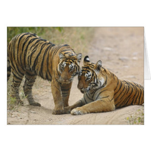 Royal Bengal Tiger and young - Touching ahead,