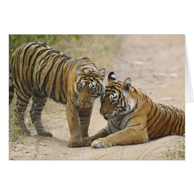 Royal Bengal Tiger and young - Touching ahead, (Front Horizontal)