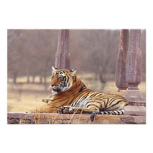Royal Bengal Tiger at the ceaph, Photo Print